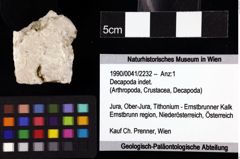 Foto (Objket + Etiketten) von Decapoda indet. 